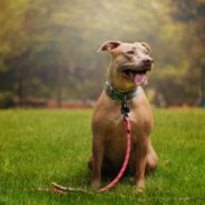 Research study: Foster care has an impact on dogs’ welfare and adoption