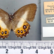 Researchers Paid Homage To The ‘Lord Of The Rings’ Villain In The Name Of A Group Of Butterflies