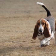 Scared Puppy Mill Mama Becomes Therapy Dog