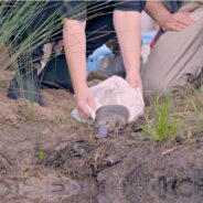 Second Oldest Park in the World Reintroduces Platypuses After a 50-Year Absence