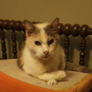 Senior Cat Escapes Euthanasia And Lives To Be 27