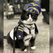 SFO Gets New “Wag Brigade” Member, Duke the Cat