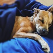 Shedding Season is the Worst Time of Year to Sleep with Pets