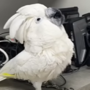 Sick Rescue Cockatoo Finds The Perfect Hom After His Foster Mom Passes Away