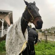 Skinny Horse Frantically Running Through Streets Of Los Angeles During Rainstorm Finds Forever Home