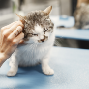 Solutions to Frequent Cat Ear Infection Issues