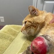 Stray Cat Found Limping Around With Severe Leg Injury Needs Your Help