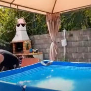 Stubborn Dog Refuses To Leave The Swimming Pool