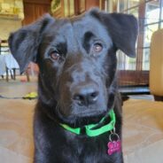 Sweet, Adoptable Lab Puppy, Tuckson, Would Very Much Like to Meet You!