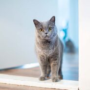 The Best and Quickest Ways to Get Your Cat Out of The Room