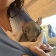 The Growing Bond Between a Baby Wombat and His Human Mom