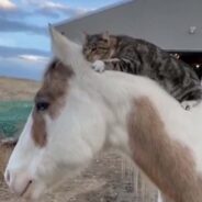 This Cat Having a Moment on Horseback will Surely Complete Your Day