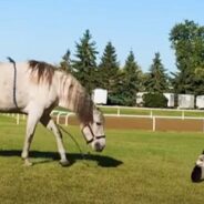 This Dog’s Favorite Hobby Is Horseback Riding and He Has Loved It Since He Was a Pup