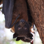 Threatened Bat Species: Alarming Declines and the Battle for Survival for Our Ecological Superheroes