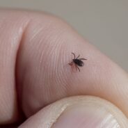 Ticks Prefer Humans Over Animals When it Comes to Choosing Hosts