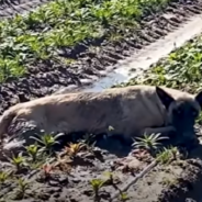 Timid Dog Reacts To Seeing His The Man Who Saved Him After A Year Apart