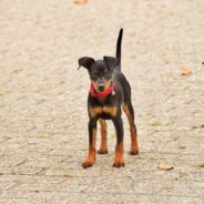 Tiny Dog Rescued From Group of Aggressive Feral Cats