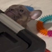 Tiny French Bulldog Refuses To Go To Bed