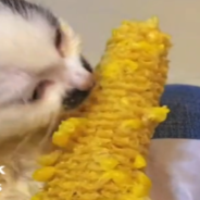 Tiny Kitten Can’t Get Enough Corn On The Cob