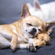 Top 5 Smallest Dog Breeds: Fun Facts and Photos