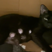 Two Orphaned Kittens Find A New Mama Cat To Take Them In