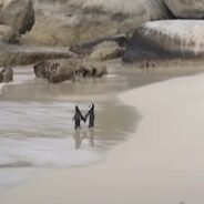 Two Penguins were Found Strolling by the Beach While Sweetly Holding Flippers