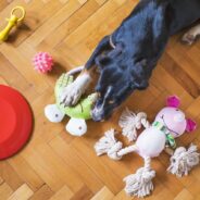 Veterinarian Urgently Warns Dog Owners About the Extreme Dangers of This Toy After Puppy Almost Dies