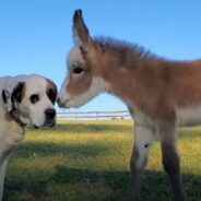 Watch How This Dog Adorably Made Friends with a Baby Donkey