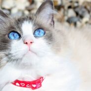 Wealthy Australian Couple Seeking Full-Time Nanny for Cat