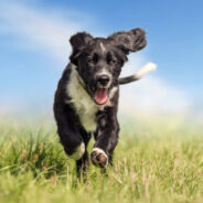 What You Need to Know About Hip and Joint Health for Dogs