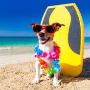 What’s Required to Travel to Hawaii With Your Dog?