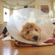 When to Take a Cone Off Dog After Neuter