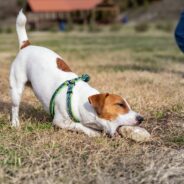 Why Do Dogs Eat Rocks and How to Stop It