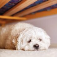 Why Does My Dog Hide Under the Bed?