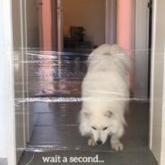 Woman Blocks Hallway with “Invisible” Plastic Wrap Fence, and Her Dog Is Not Having It