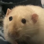 Woman Gives the Best Life to a Special Needs Rat and Its Siblings