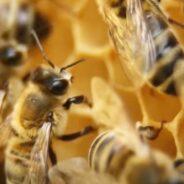 Woman in California Gets the Shock of Her Life as Honeybees Colonize Her Home