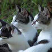 Woman Names All Her Cats After ‘Wuthering Heights’ Characters