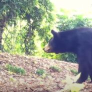 Woman Puts Up Hammock for Mother Bear and Cubs to Enjoy