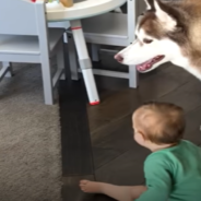 Woman Shares 7 Signs Your Child Is Being Raised By Huskies