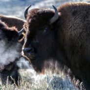 Yellowstone Tourists Get Too Close To Bison For Photos And Bison Retaliate