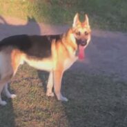 Young Girl was Saved from a Rattlesnake’s Venomous Bite by a Brave Rescue Dog