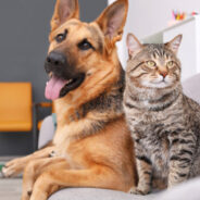 Your Dog and Cat’s Gut Health Microbiome – Why It’s So Important