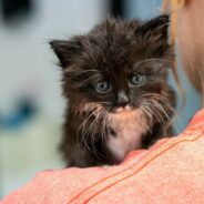 You’re Invited: A Kitten Shower in Support of Our Nursery