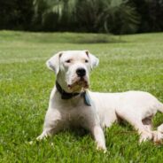 18 Facts About the Imposing Dogo Argentino