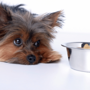 4 Ways to Treat Common Digestive Issues in Dogs