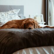 5 Signs You Have a Happy Dog In Your Home