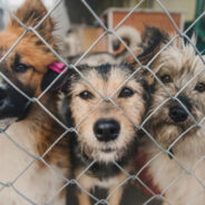 78 Sandra Murphy How Shelters Are Dealing with Returned “Pandemic Pets”