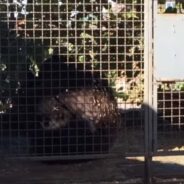 A Bear Heals His Inner Child After Finally Gaining Freedom from Cages and Circus Life