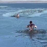 A Dog Struggled with Escaping a Half-Frozen Lake Until a Man Swiftly Ran to Its Rescue